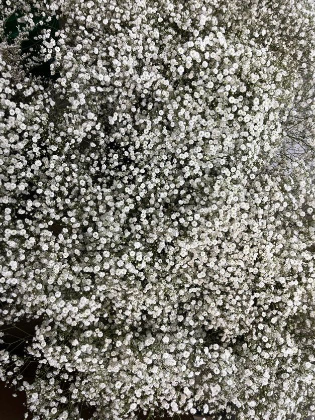 Dense cluster of tiny white flowers on branching stems