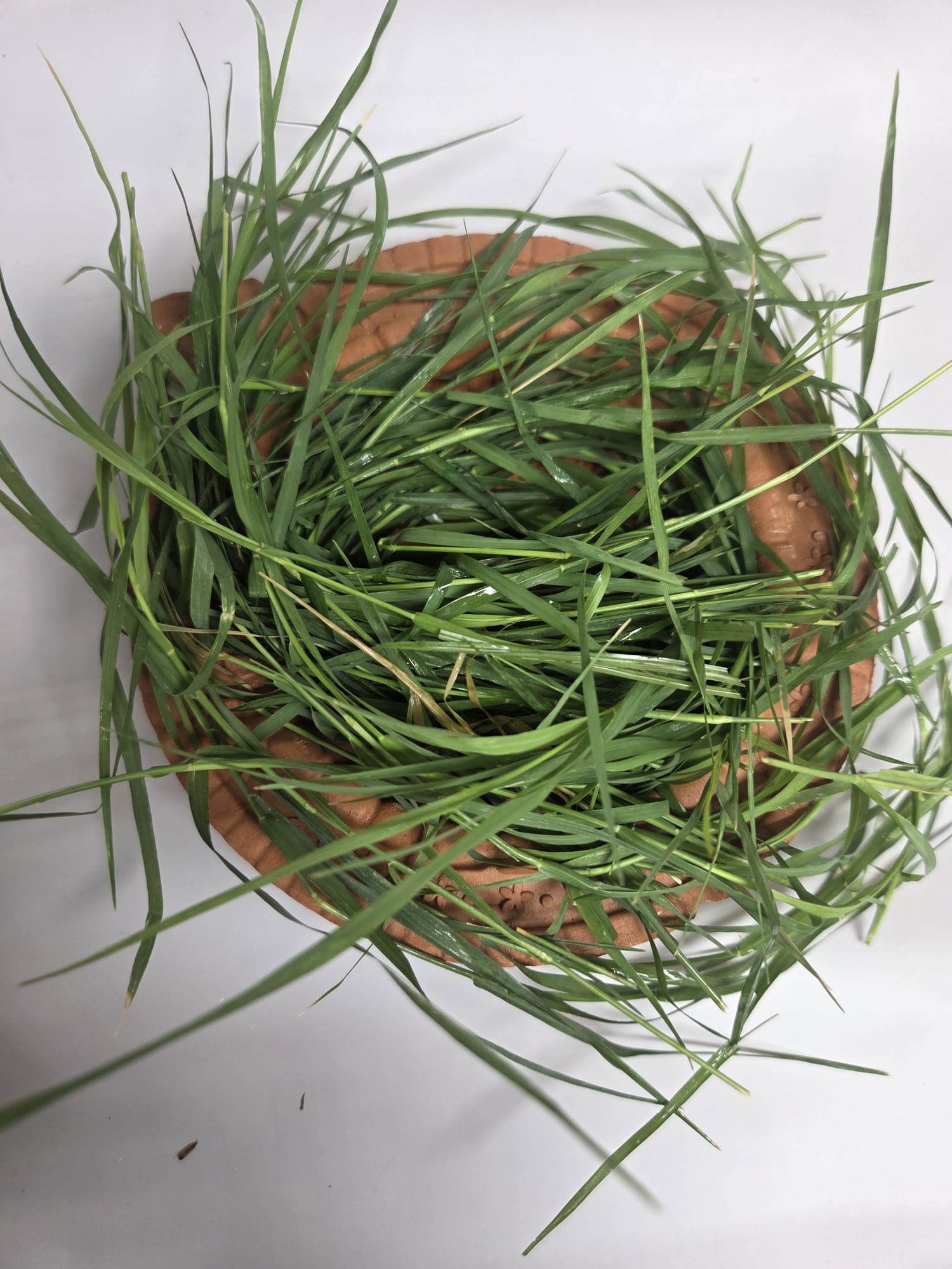 A shallow round basket filled with long green grass