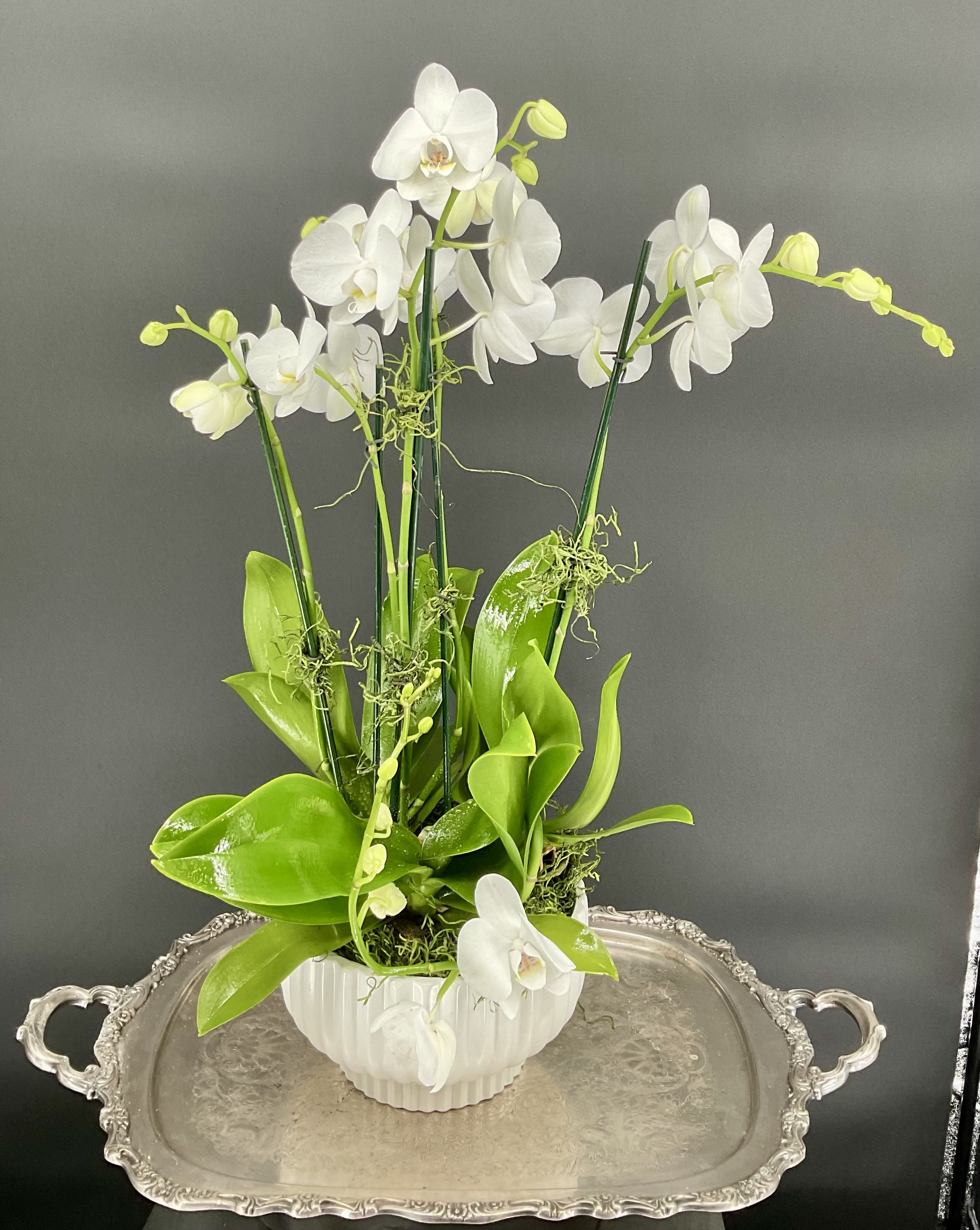 White orchids arranged in a white ribbed pot with bright green leaves.