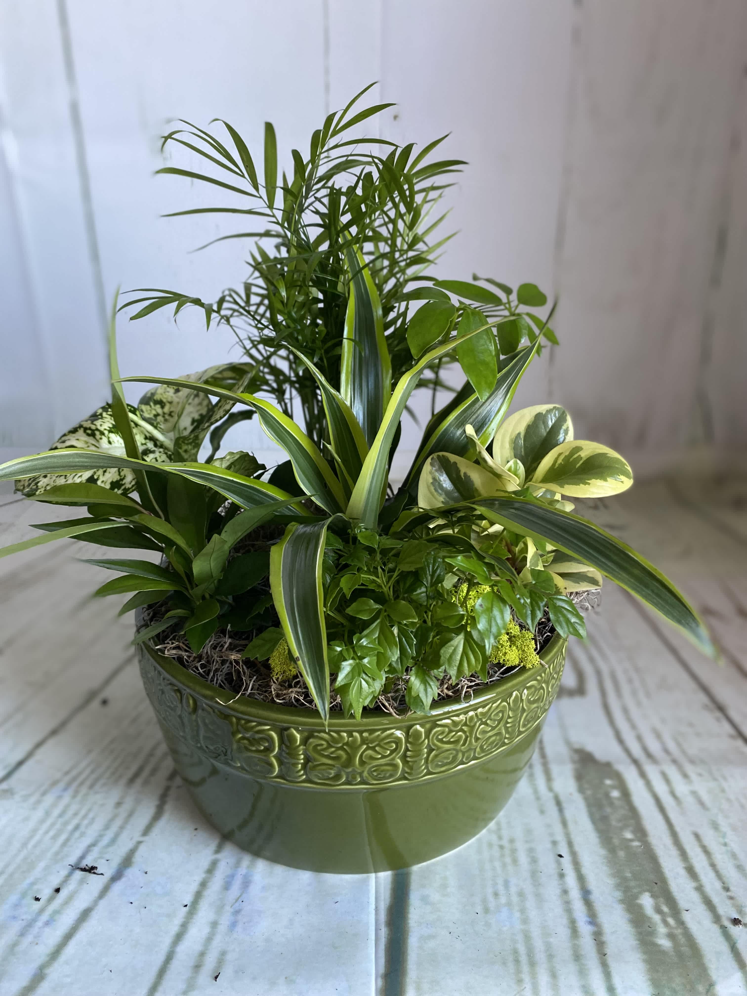 Botanical Garden - A vibrant botanical garden featuring a diverse array of lush green plants artfully arranged in a decorative pot. Each plant contributes to a harmonious display of color and texture, creating an inviting atmosphere that celebrates nature's beauty.