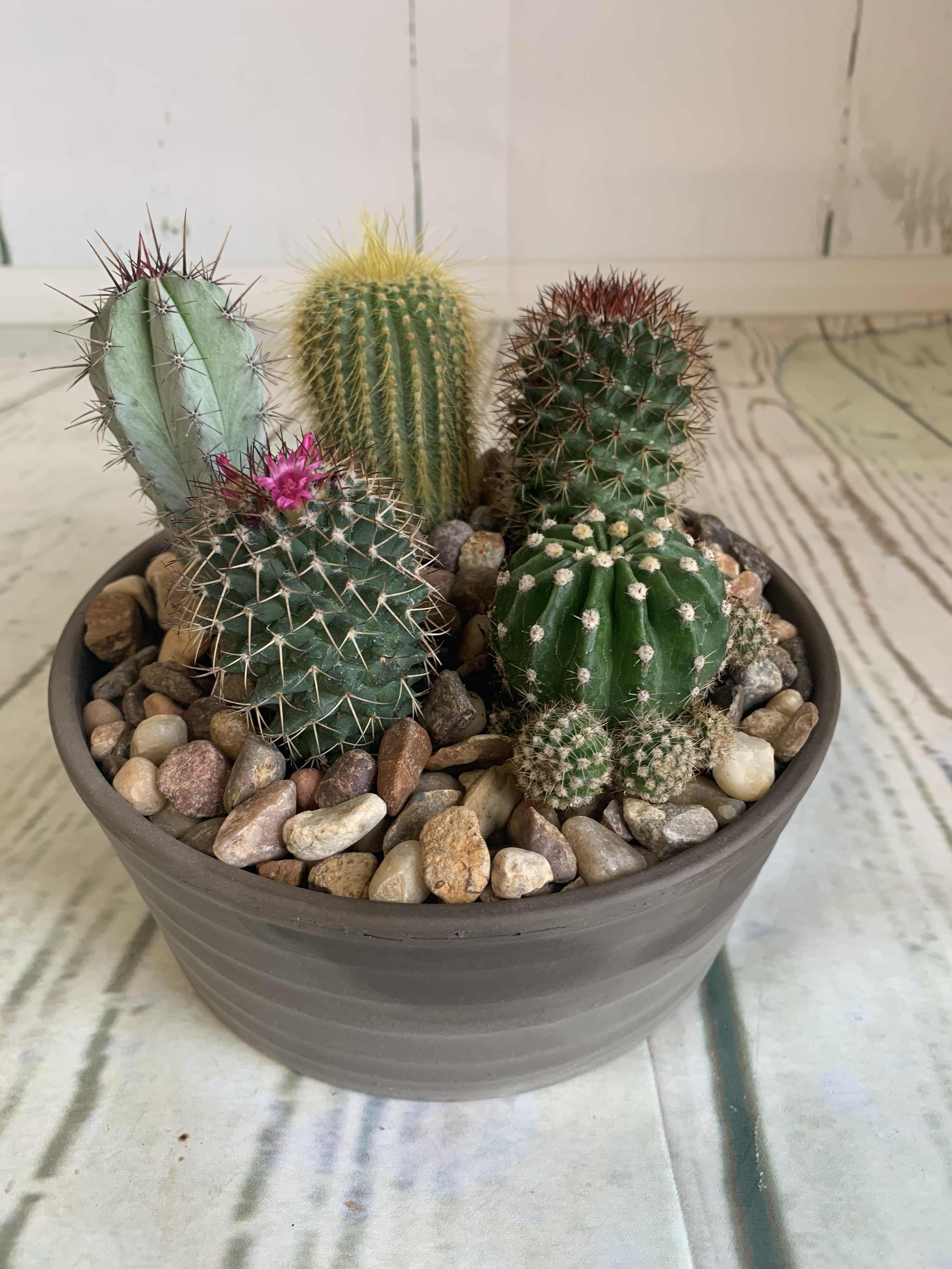 Potted cactus arrangement with several small cacti and decorative stones