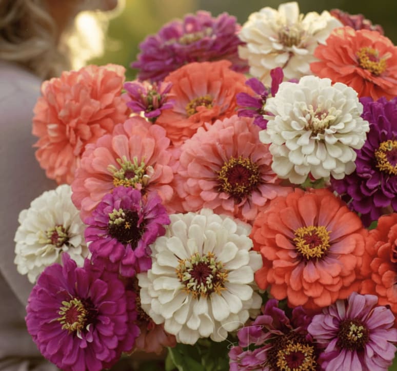 Bouquet of coral, white, and purple zinnias