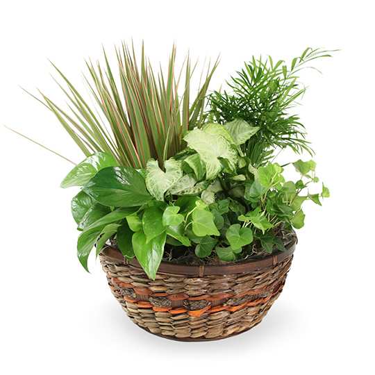 Mixed green houseplants in a woven basket planter