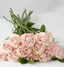 Bouquet of pale pink roses with greenery on a white background
