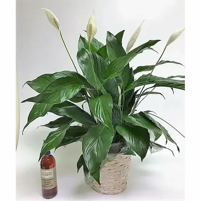 Potted peace lily plant with white blooms in a woven basket