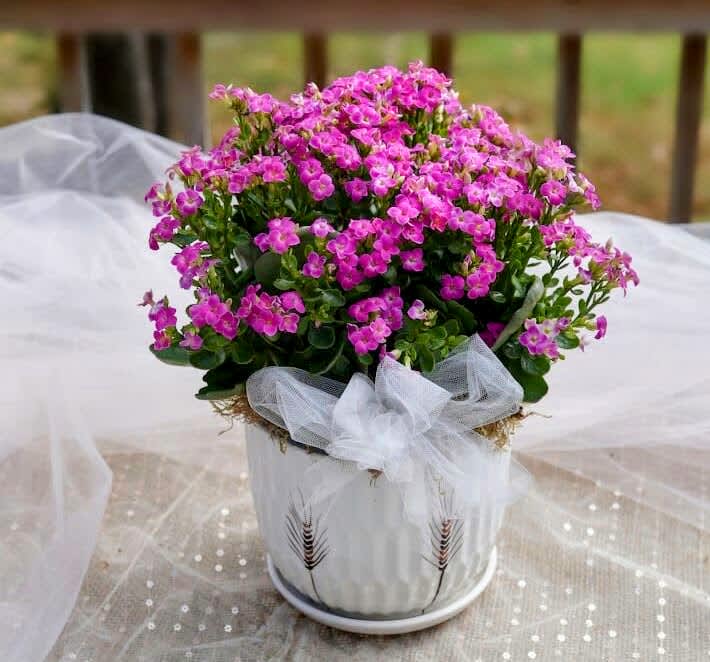 Pink flowering plant in a white pot with a sheer bow