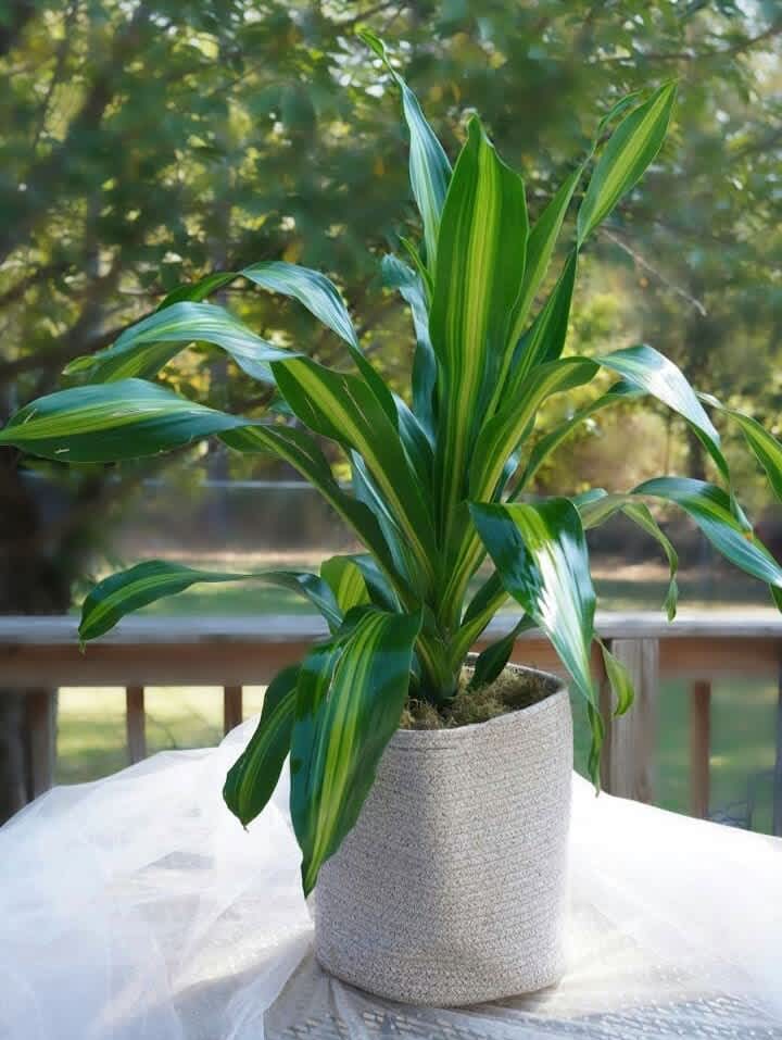 Potted dracaena plant with striped green leaves in a woven container