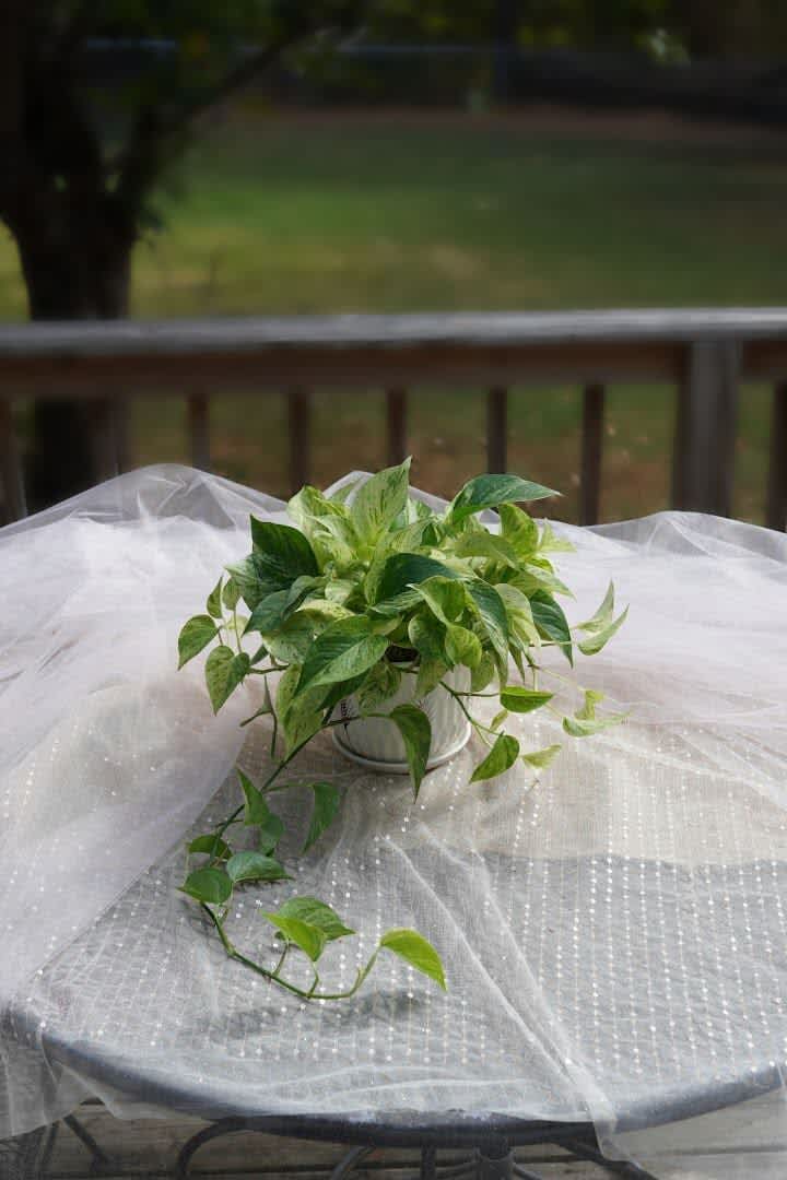 Potted trailing green houseplant on a table draped with white tulle