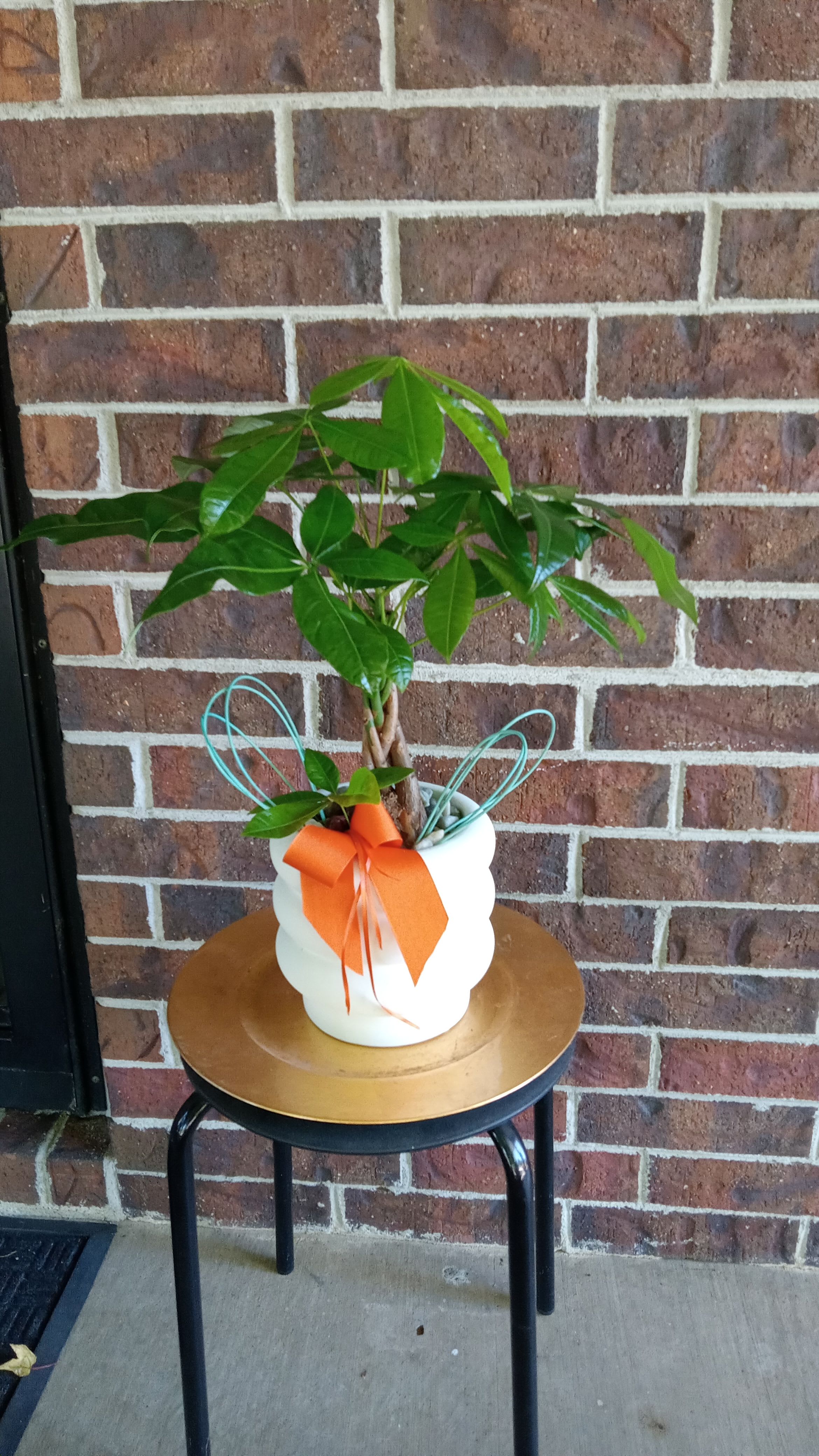Money Tree by BloomNation™ - Send good fortune with the Money Tree by BloomNation™. A hardy plant that can live in low light will make even the most amateur gardeners feel good. APPROXIMATE DIMENSIONS: 6'' W x 19" H  