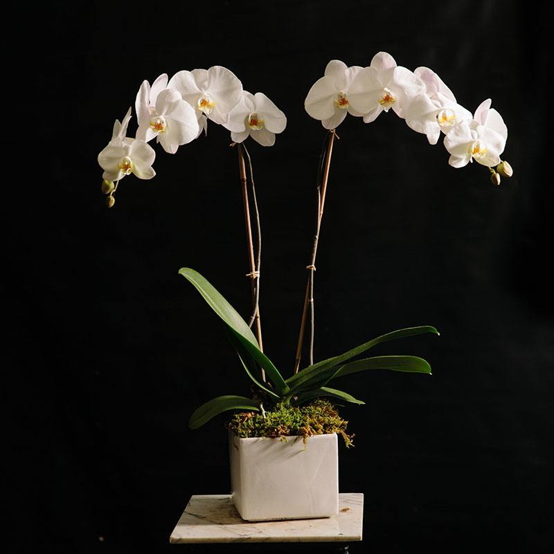 Double white Phalaenopsis - Double stem white phalaenopsis