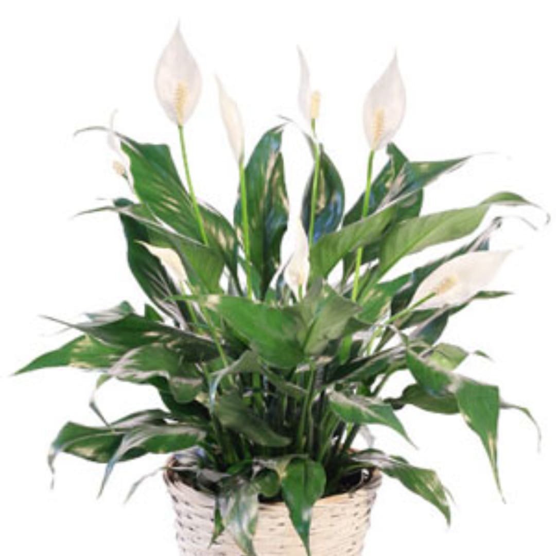 Potted peace lily with white blooms in a woven basket