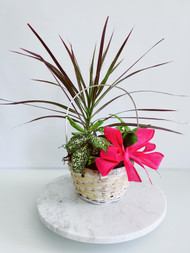 Potted plant arrangement with a bright pink bow in a woven basket