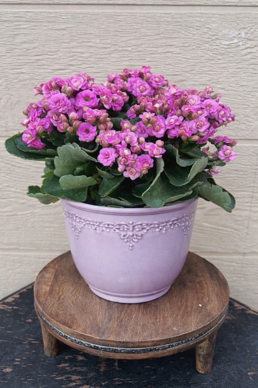 Pink flowering plant in a lavender pot