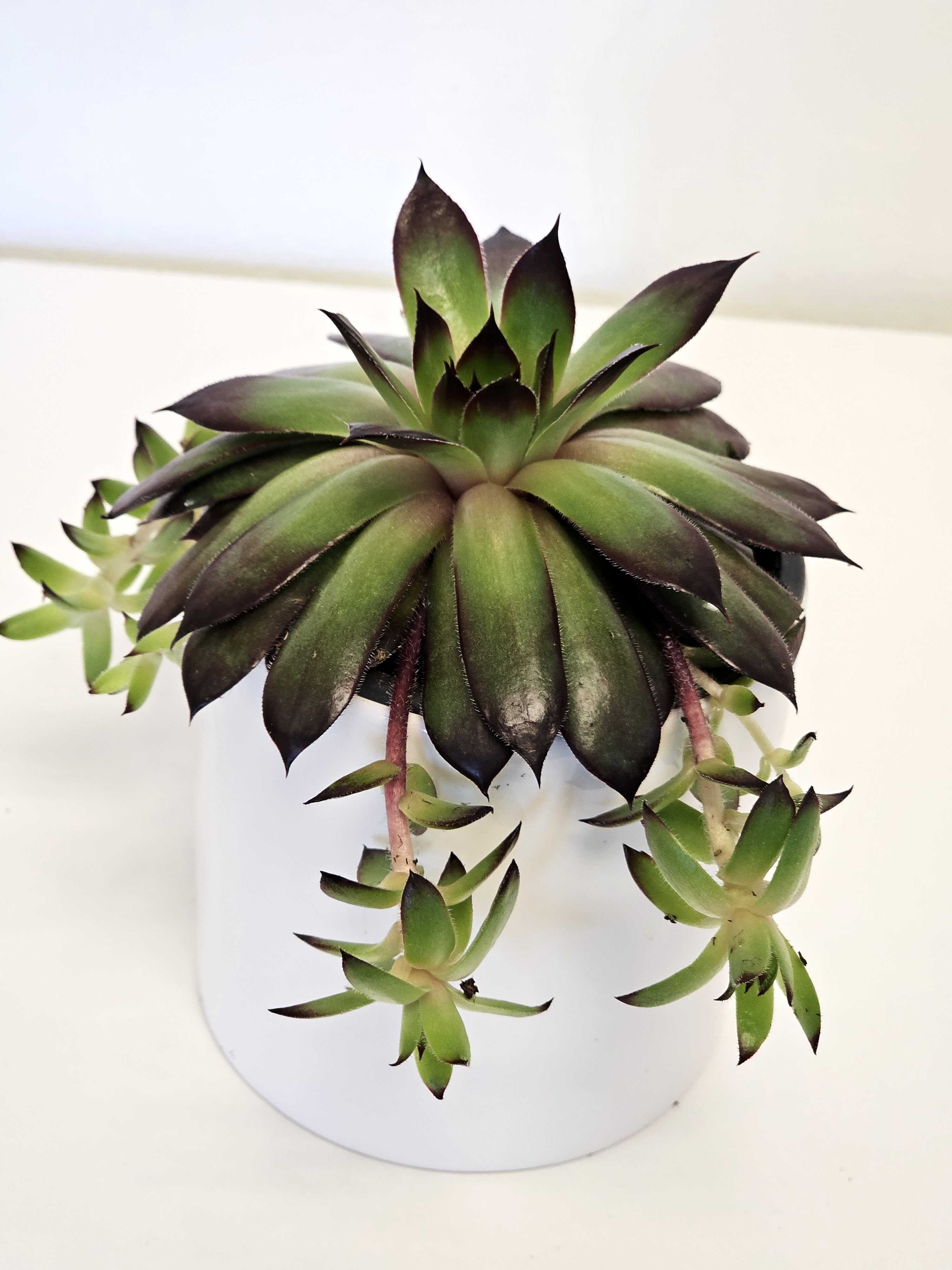 Common houseleek - The Common Houseleek, also known as Sempervivum, charms with its rosettes of thick, fleshy leaves that form compact, geometric patterns. Its sturdy constitution and ability to thrive in various climates make it a beloved choice for rock gardens and container arrangements. With a tendency to produce offsets, or "chicks," around the main rosette, the Common Houseleek symbolizes resilience and tenacity, adding a rustic yet endearing touch to gardens worldwide.      