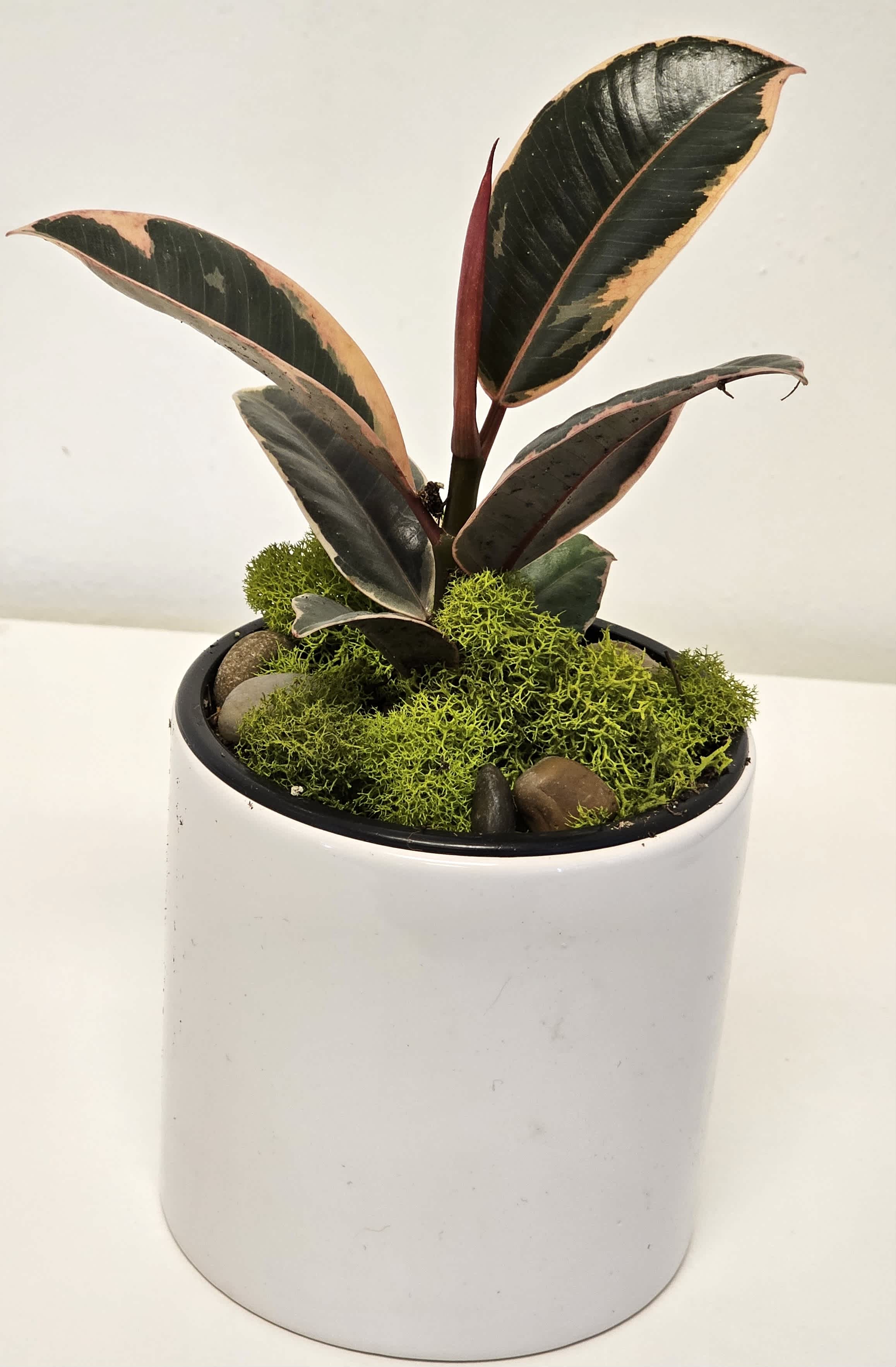 Rubber fig - The Rubber Fig, or Ficus elastica, stands tall with its glossy, dark green leaves that exude a sense of timeless elegance. This popular indoor plant showcases robust, leathery foliage and a strong, upright growth habit, making it a striking focal point in any interior setting. Known for its air-purifying qualities and low-maintenance nature, the Rubber Fig thrives in bright, indirect light and requires minimal watering, embodying a perfect blend of beauty and resilience for urban jungle enthusiasts.      