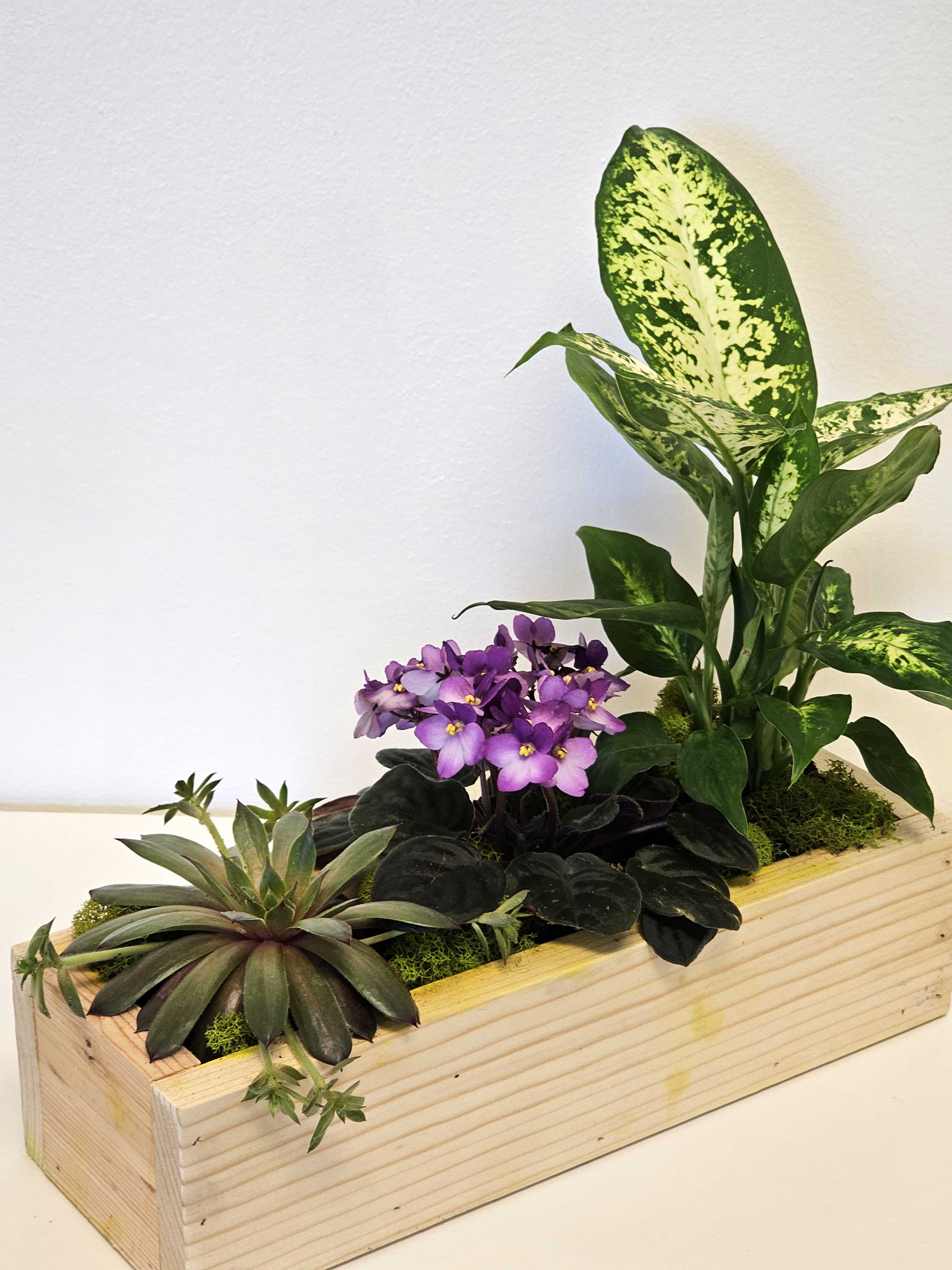 Beautiful plants set - Together, these plants create a balanced set with a variety of textures, colors, and shapes, offering both aesthetic beauty and practicality. Whether arranged in a living room, office space, or garden setting, this collection enhances the atmosphere with its natural elegance and diverse characteristics.