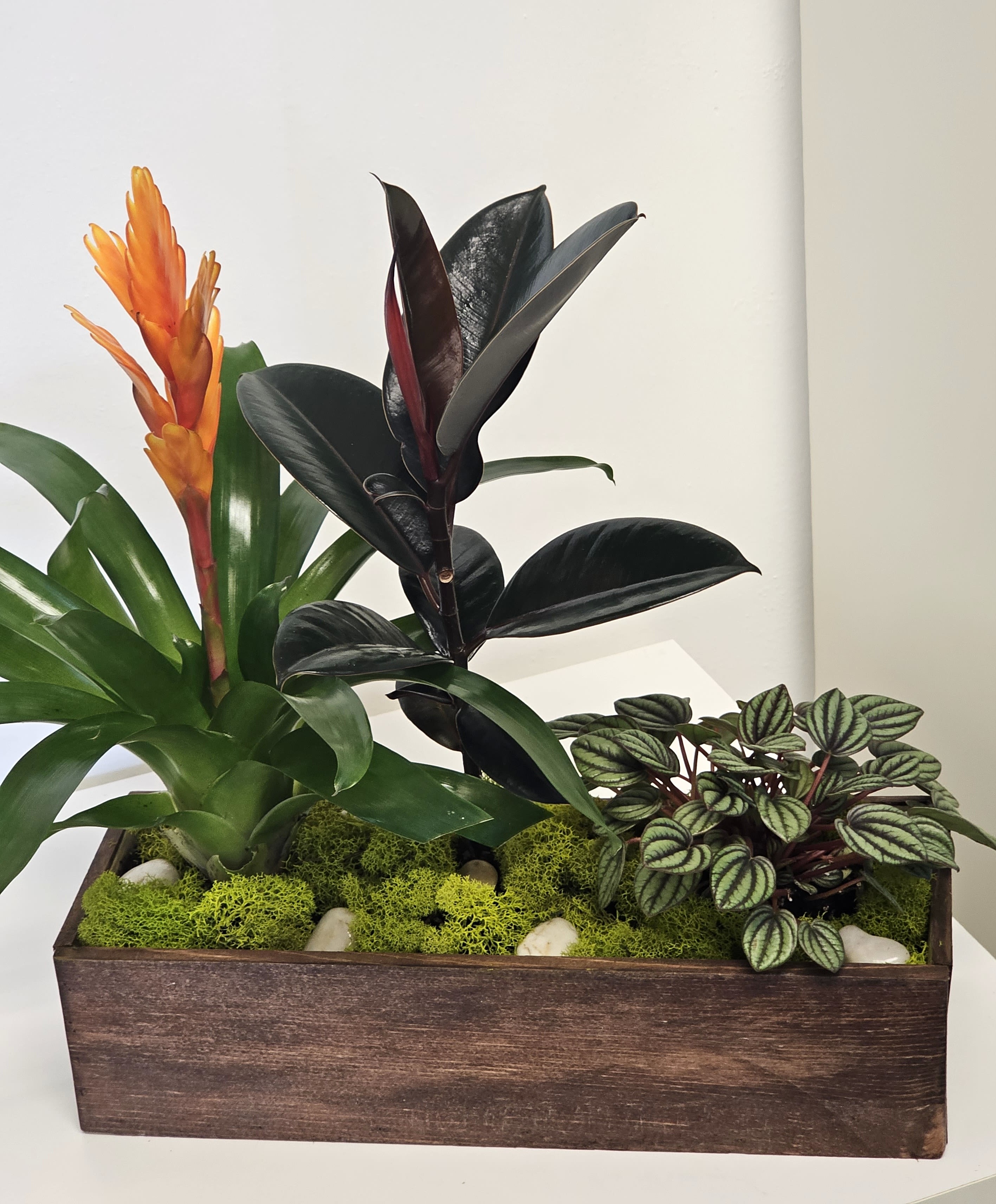 Beautiful Plants arrangement - For the amateur plants.
