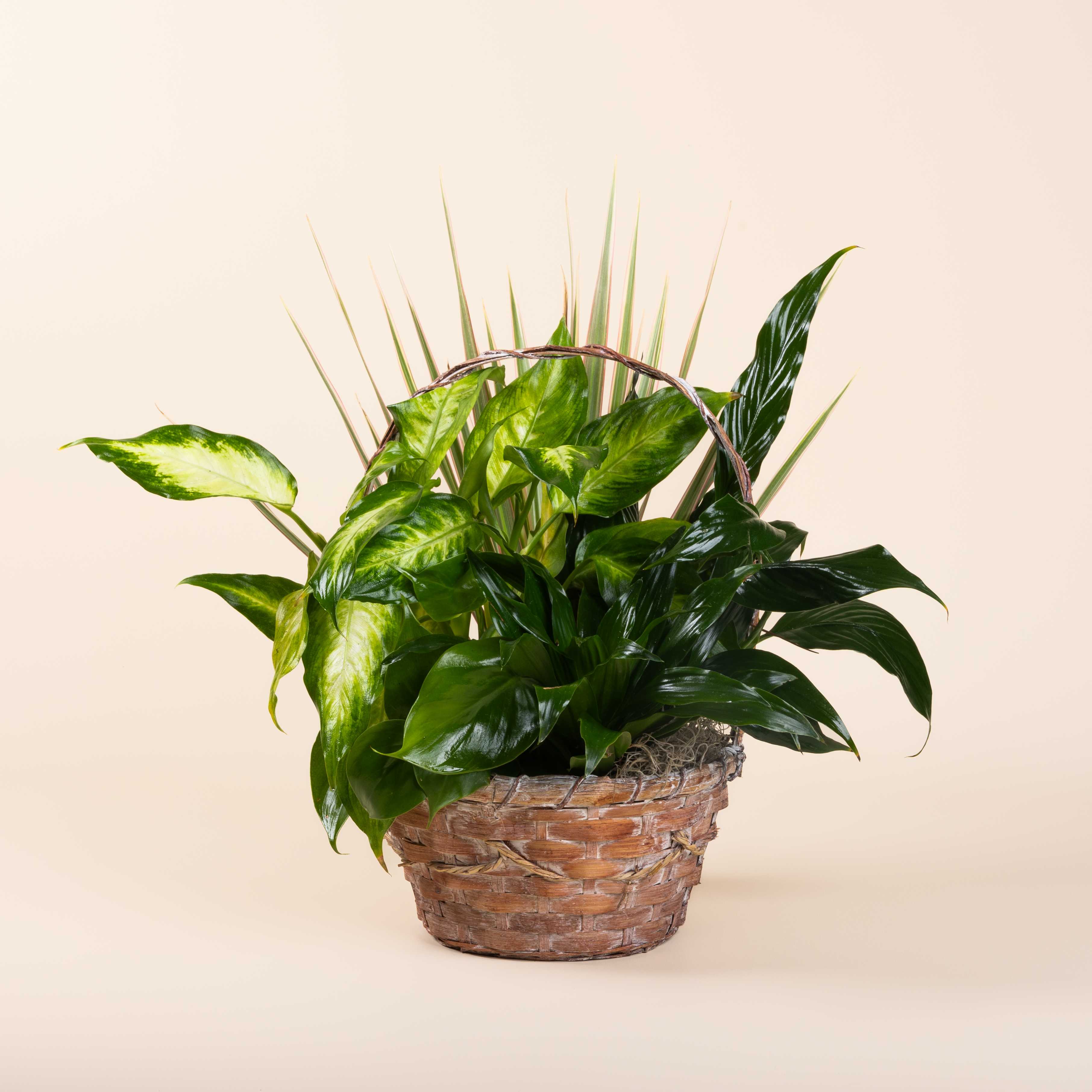 Basket planter with glossy green houseplants