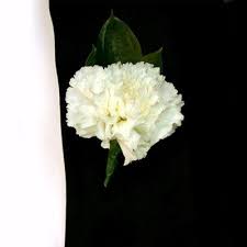 White carnation boutonniere with green leaves on a black background