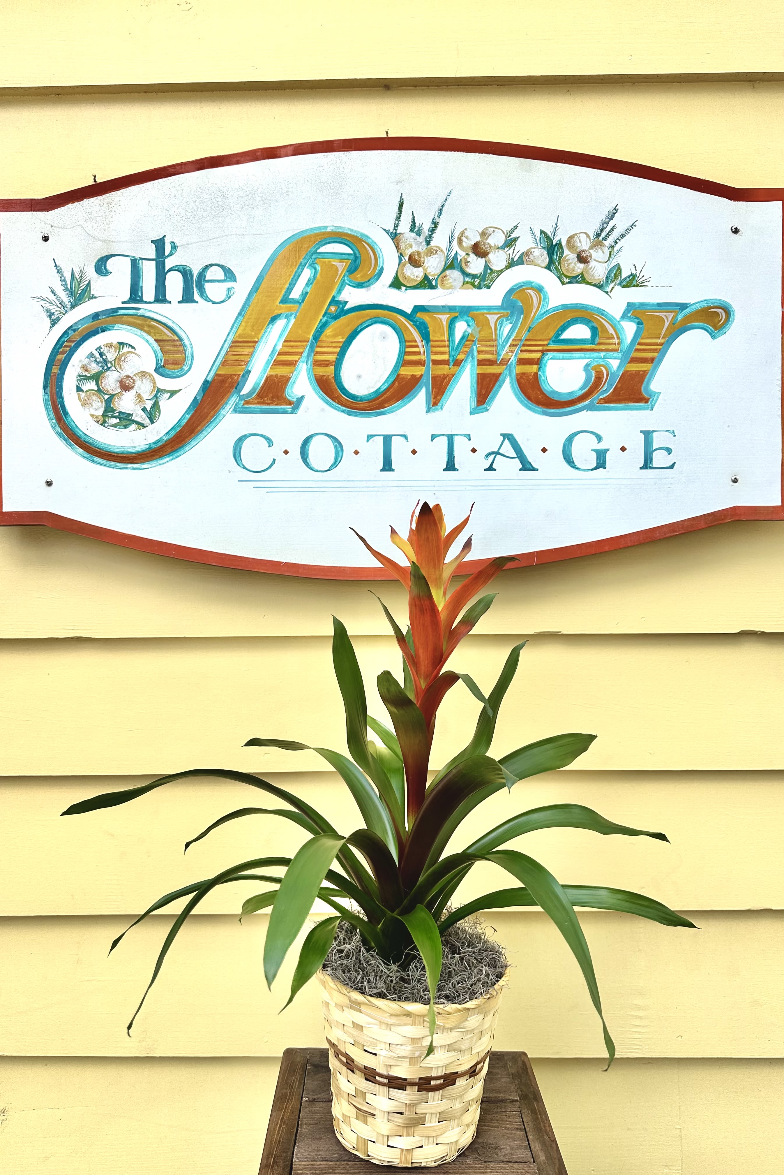 Potted bromeliad with orange-red bloom in a woven basket