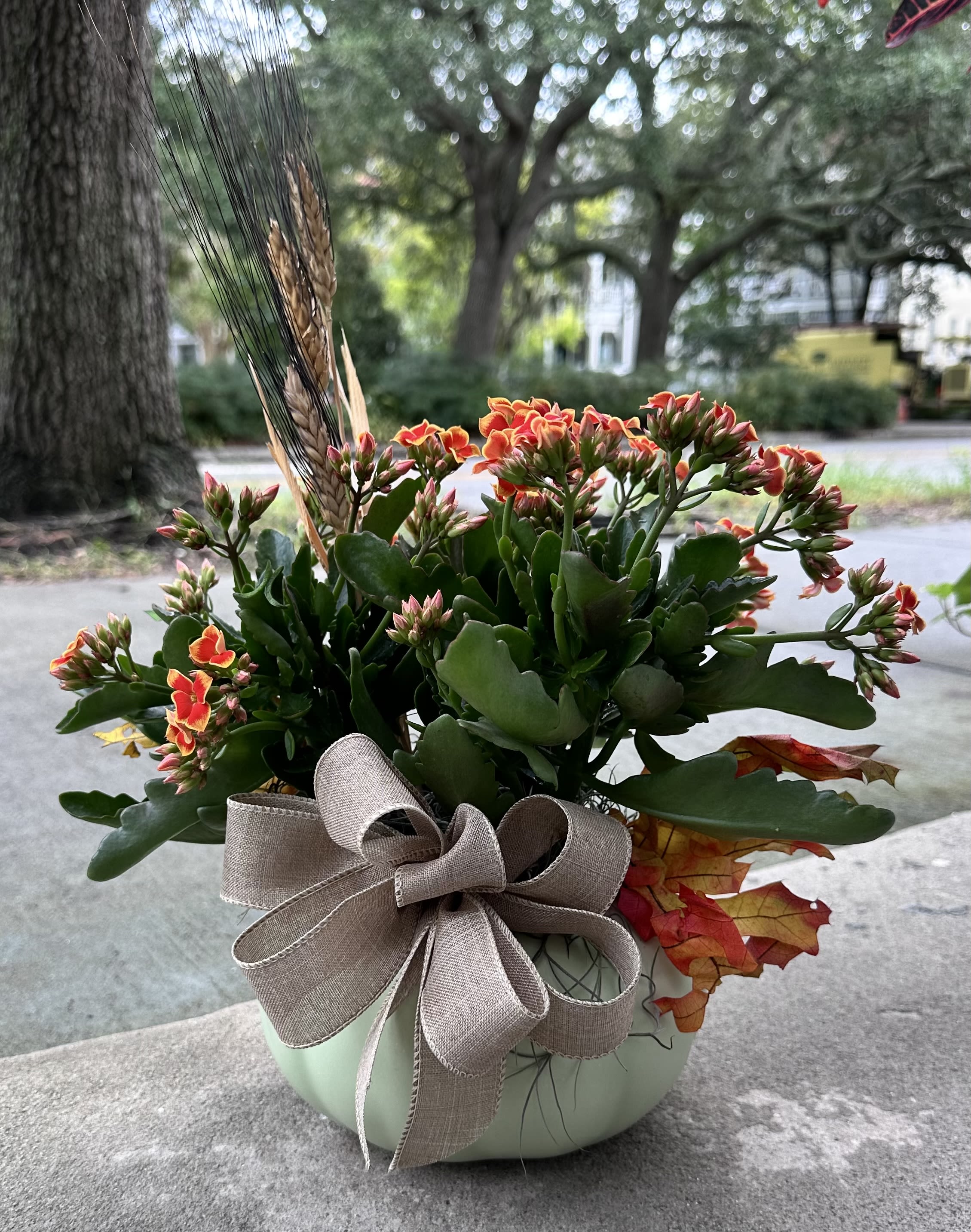 Potted succulent arrangement with orange flowers and a ribbon bow
