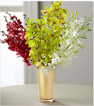 Good as Gold Luxury Orchid Bouquet - Blooming with a collection of confetti inspired blooms that offer radiant texture and light, this stunning orchid bouquet will delight your special recipient with its luxe styling. Picked fresh from the farm to create an incredible gift blossoming with an array of elegant colors, including rich reds, brilliant greens, and soft, snowy whites, this stunning hand gathered fresh flower bouquet is presented with a superior golden glass vase to create an extravagant way to convey your warmest wishes in celebration of a birthday, anniversary, or as a thank you or congratulations gift. This bouquet includes: green mini Cymbidium Orchids, white Dendrobium Orchids, and red Mokara Orchids. Presented with a keepsake shining golden hued glass vase. BETTER bouquet includes 12 stems with vase. Approximately 22"H x 17"W. Your purchase includes a complimentary personalized gift message.