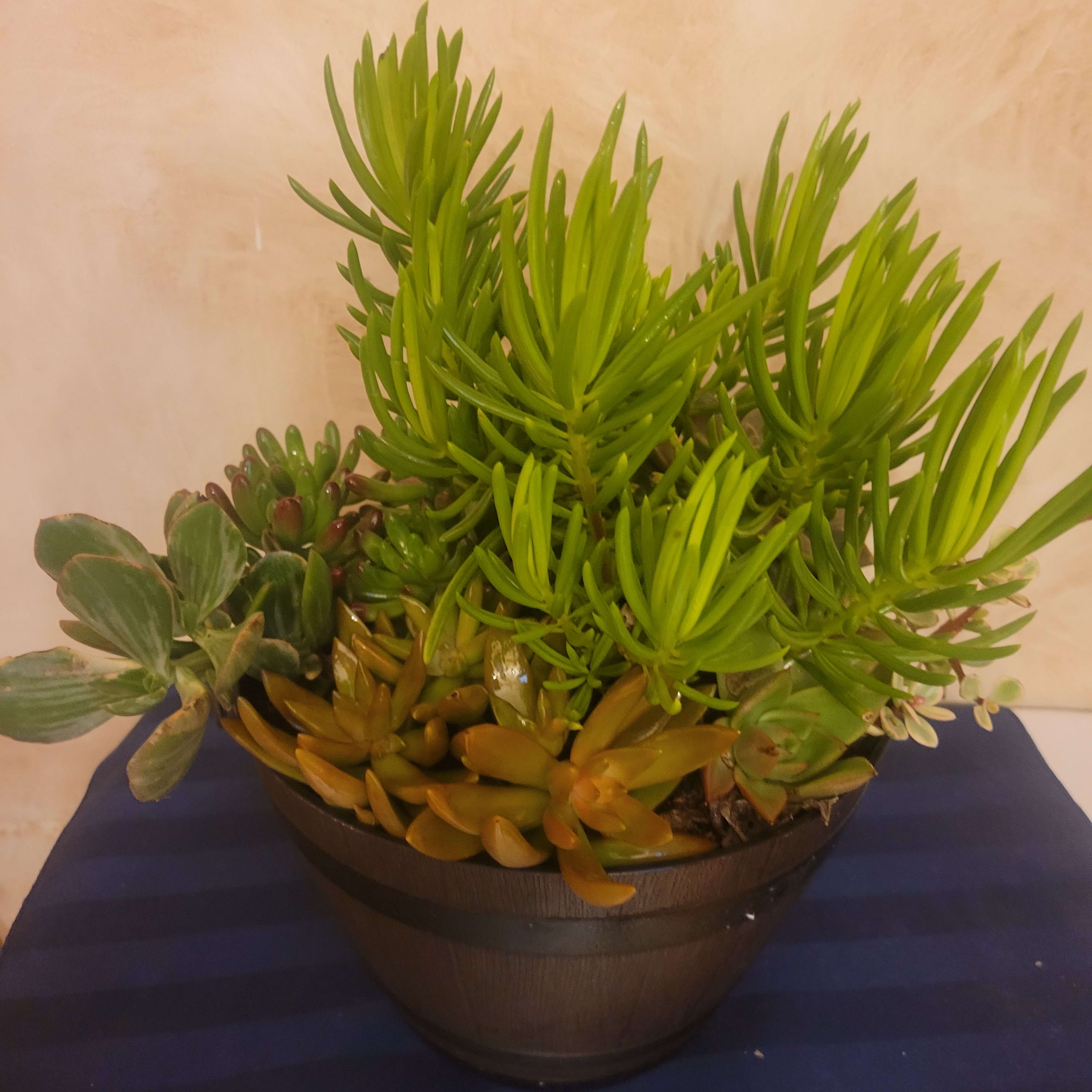 Potted succulent arrangement in a dark bowl planter