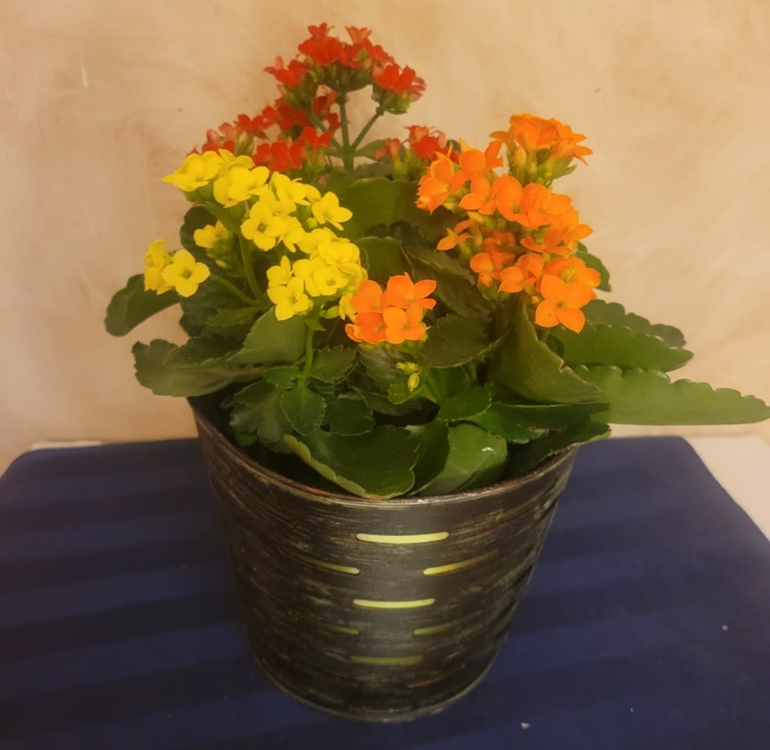Potted kalanchoe plant with yellow, orange, and red blooms