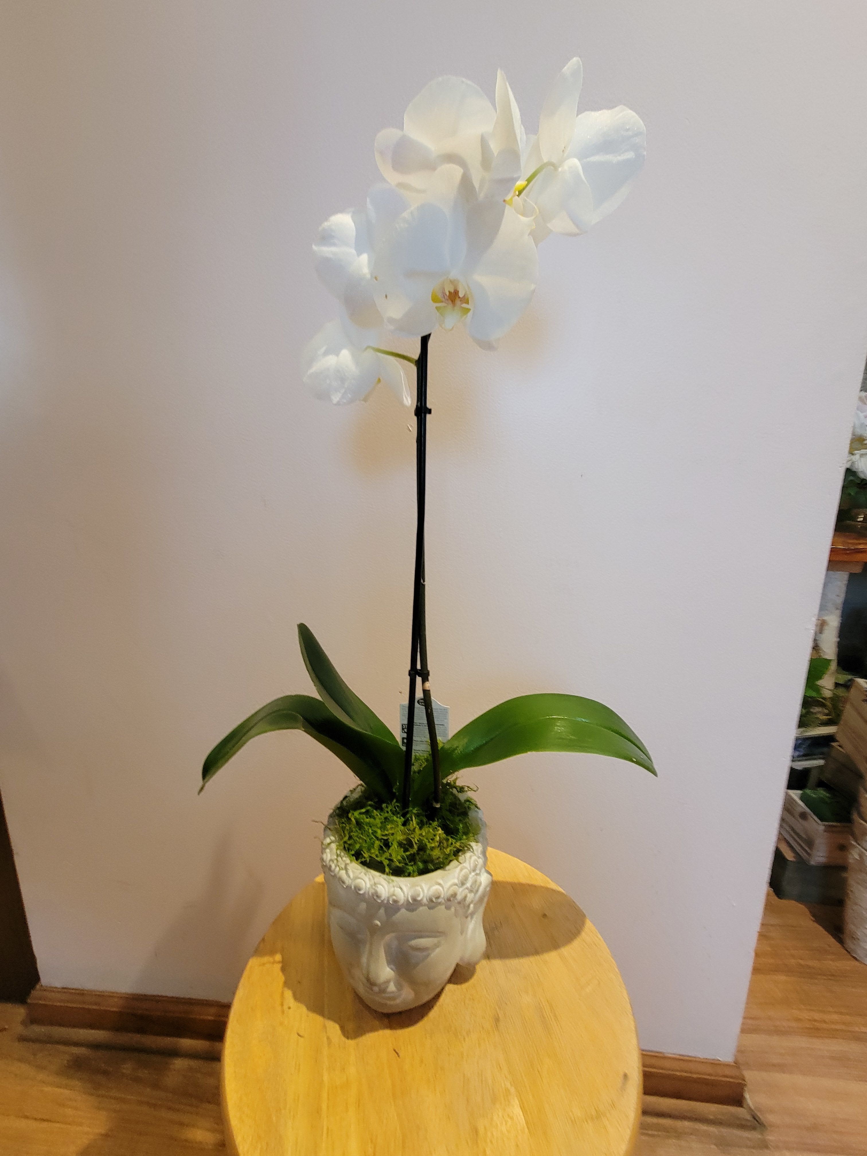 White orchid plant in a decorative face-shaped pot