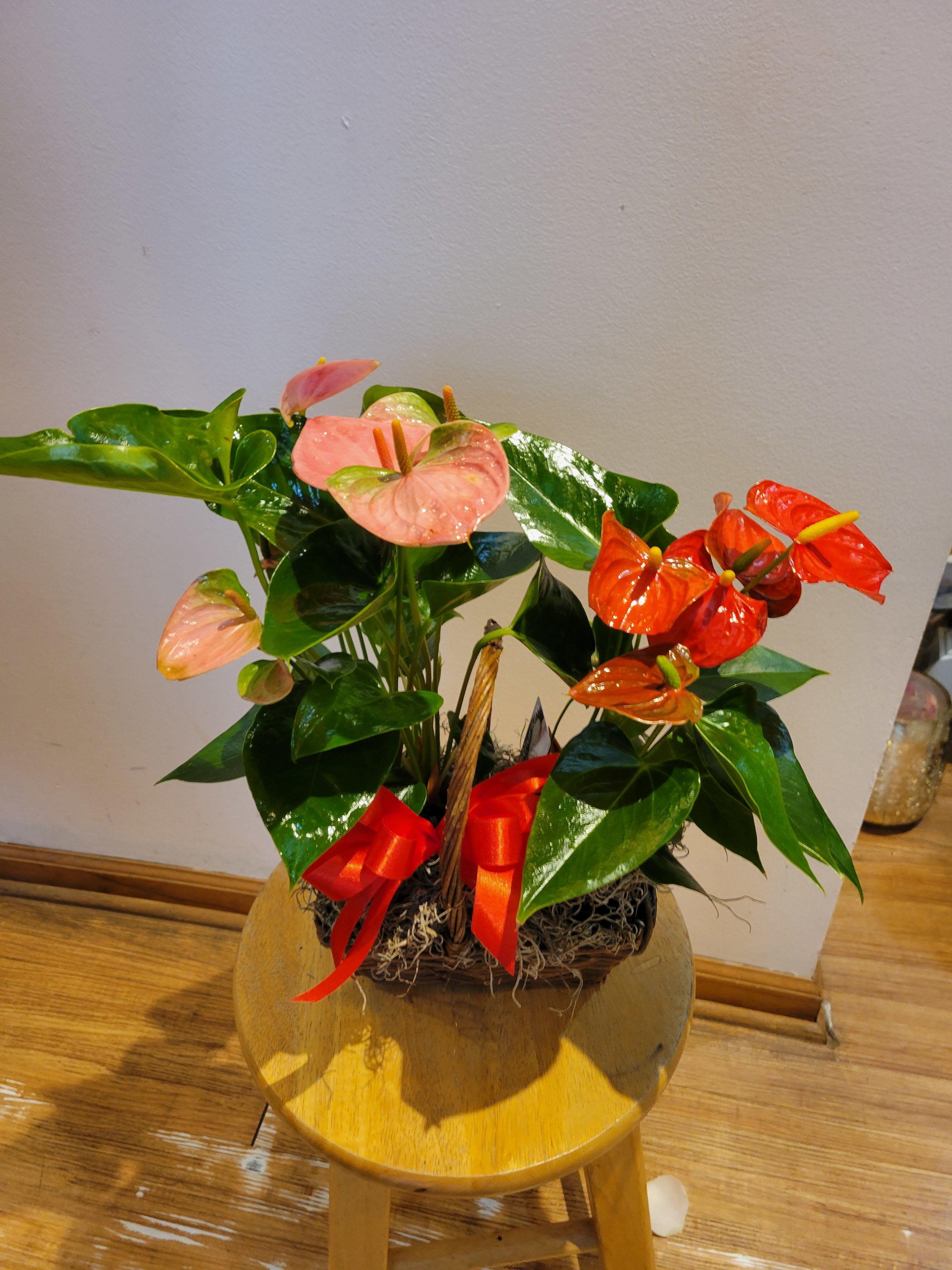 Potted anthurium arrangement with pink and red blooms
