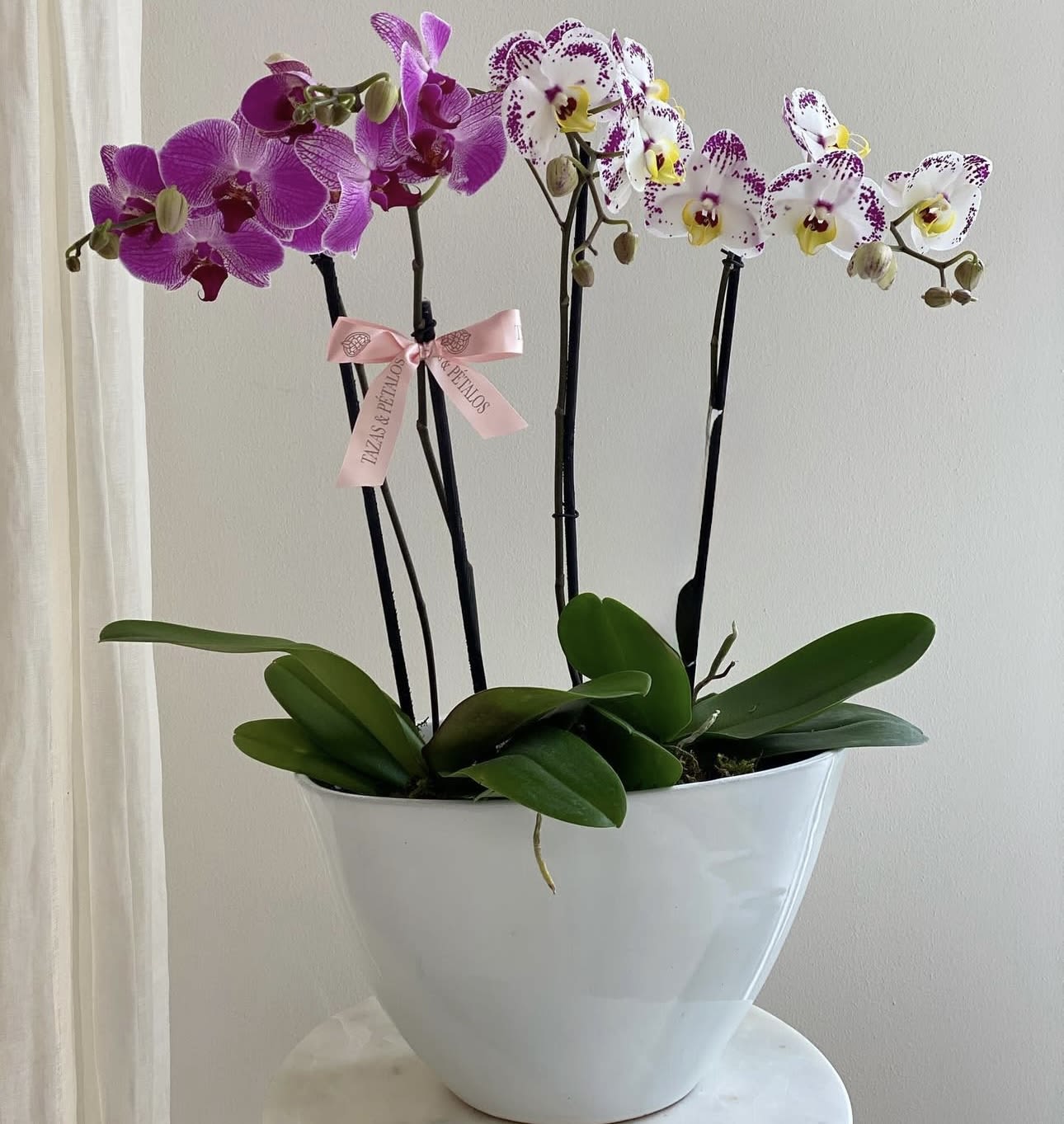 Two orchid plants with purple and white spotted blooms in a white pot