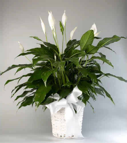 White peace lilies in a white basket with a ribbon
