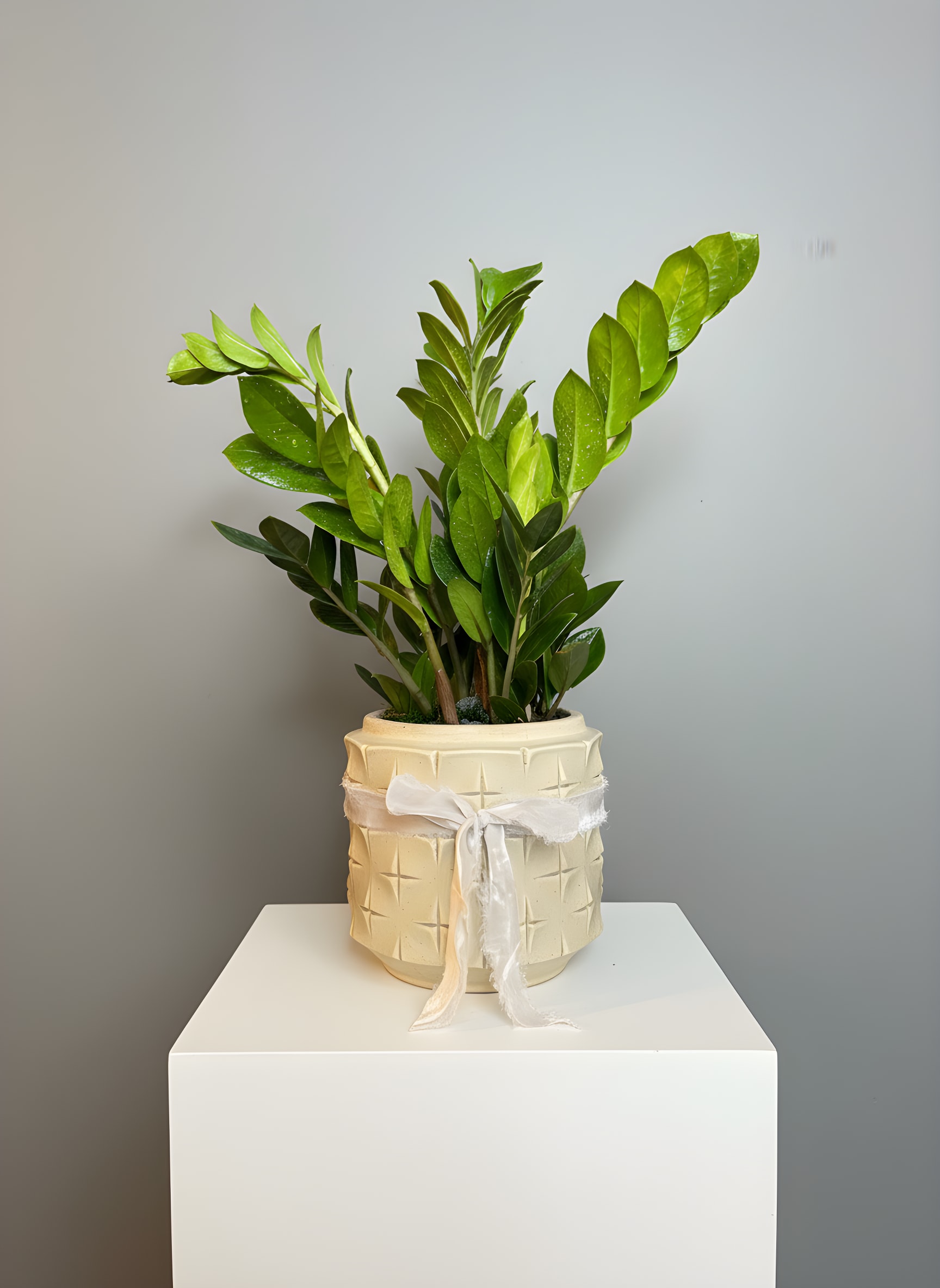 Potted ZZ Plant  - The ZZ plant is a great plant for somebody who can't keep plants alive! Also known as the zamioculcas zamiifolia, this plant likes indirect light and rare waterings. Leave it on a desk or table and sometimes remember to pour some water in the pot. The perfect housewarming or congratulations gift for your "black thumb" friends and family.  *call us before ordering if you are particulare on the pot color/style, Available pots will vary.