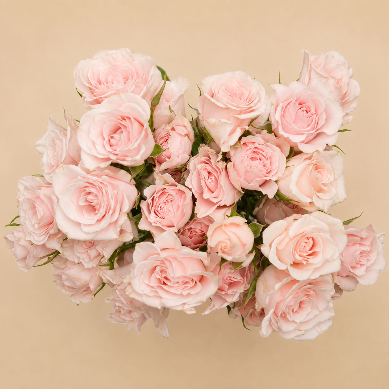 Bouquet of pale pink roses against a beige background