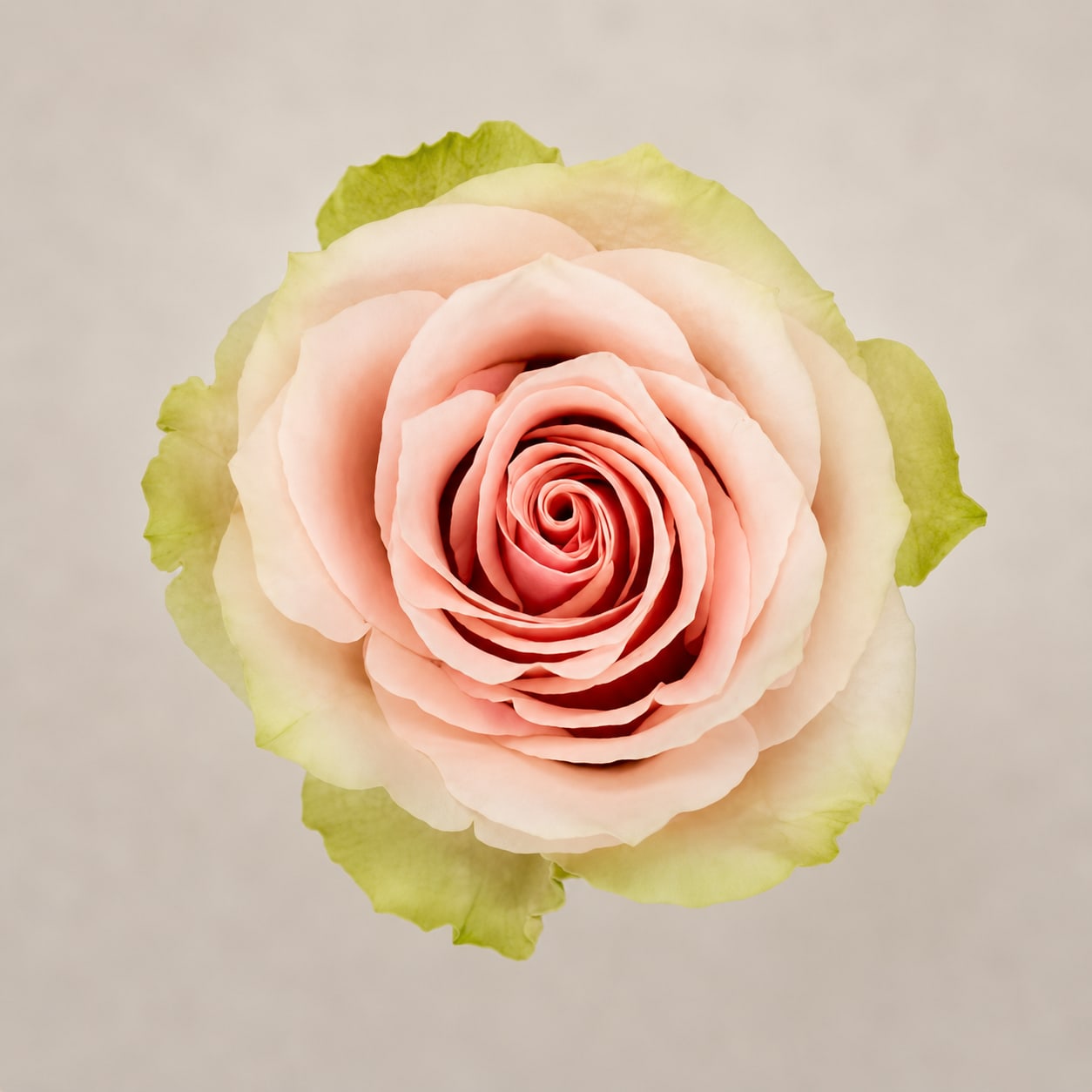 Single pale pink rose with green-tinted outer petals on a plain background