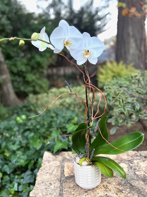 White orchid arrangement in a small white pot