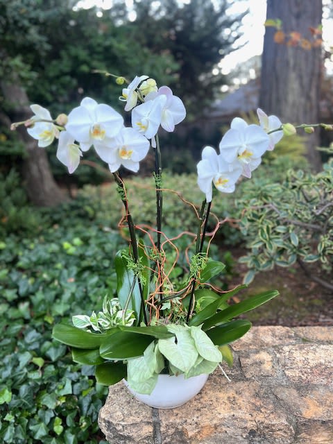 White orchid arrangement in a white pot with broad green leaves