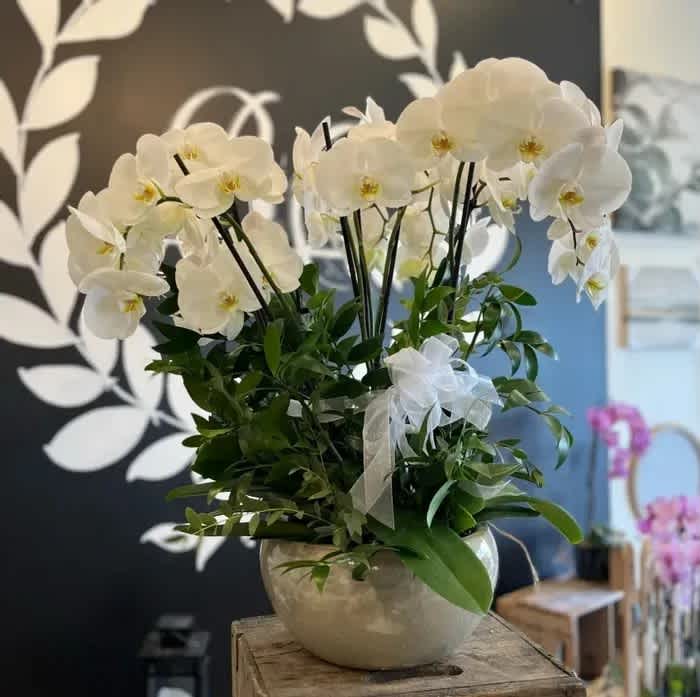 White orchid arrangement in a round ceramic vase with a ribbon
