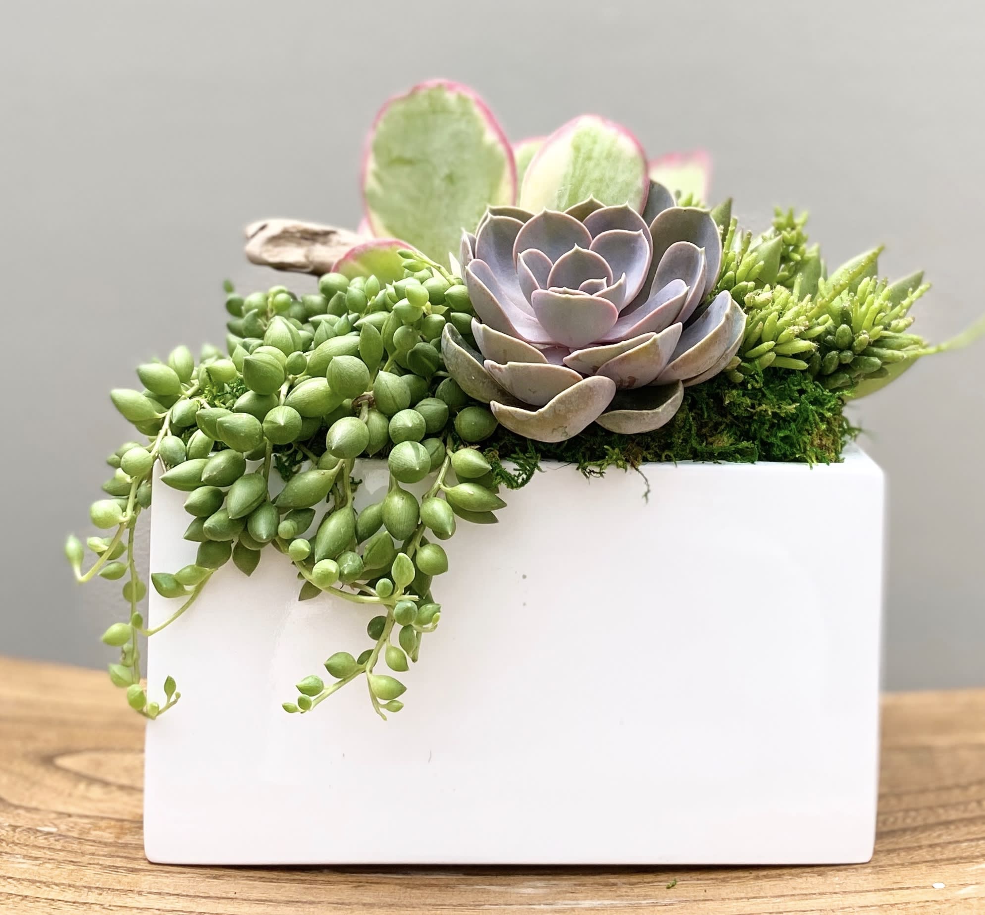 SUCCULENT SYMPHONY - A harmonious blend of texture and tranquility — Succulent Symphony showcases a curated selection of Echeveria, Sedum, Haworthia, and other premium succulents, thoughtfully arranged in a modern ceramic planter. This living composition brings a touch of serene elegance to any space, making it a perfect centerpiece or accent for your home or office.​  Ideal for housewarmings, birthdays, or as a lasting gift that continues to grow. A favorite among customers in San Diego, Oceanside, and Carlsbad seeking succulent arrangements, live plant gifts, or modern greenery with same-day delivery.