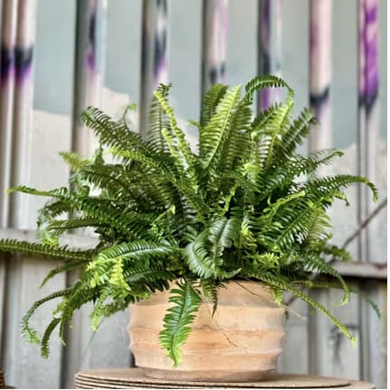FERN ME! - Lush, sculptural, and effortlessly calming — Fern Me! features a vibrant, fresh fern nestled in a beautiful 8x10 clay container. This living arrangement brings a touch of the outdoors inside, adding a serene, green presence to any space.​  Perfect for housewarmings, office decor, or as a thoughtful gift for plant enthusiasts. A favorite among customers in San Diego searching for live plant gifts, indoor greenery, or fern arrangements with same-day delivery.