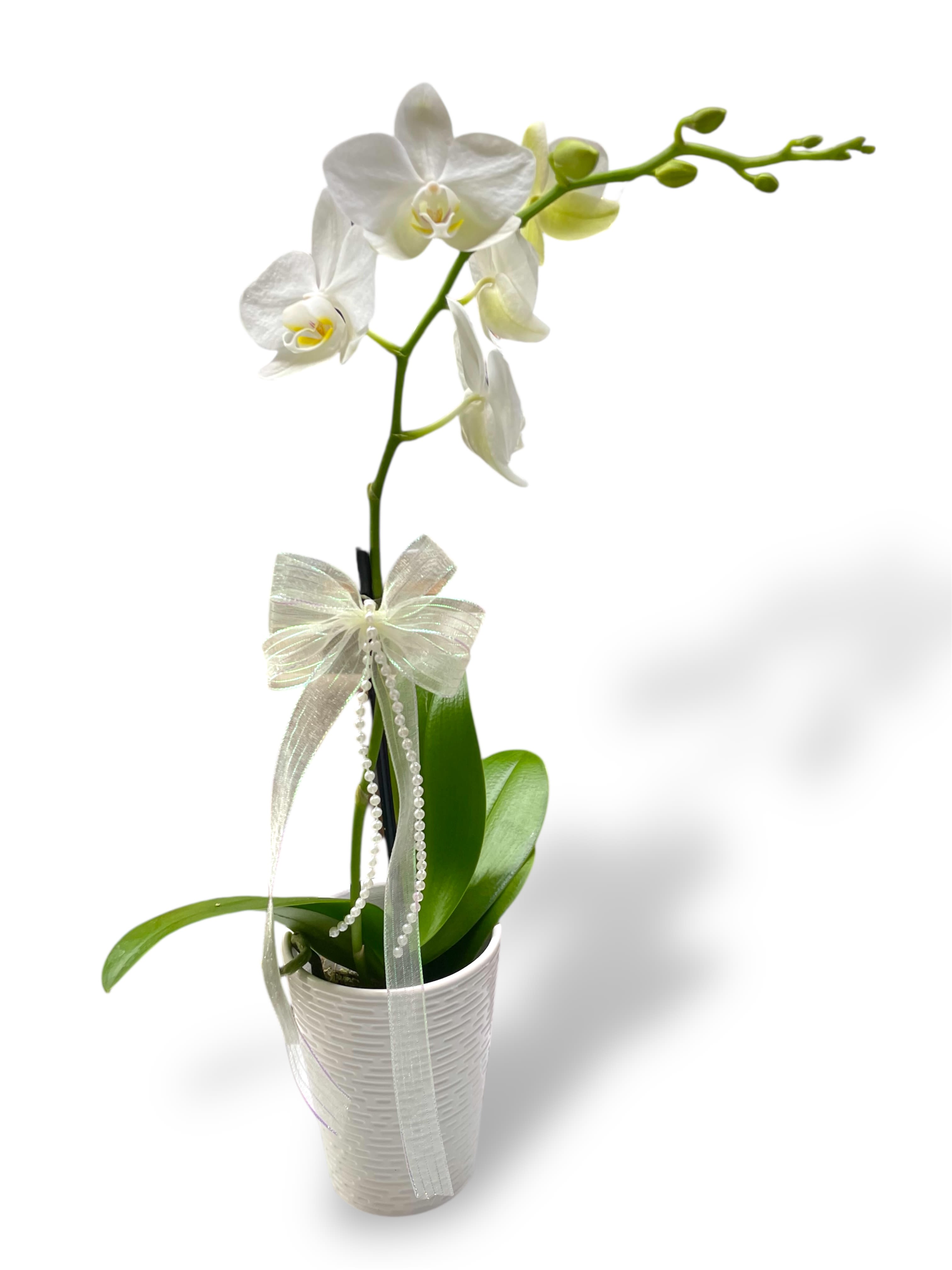 White orchid plant in a white pot with a sheer ribbon bow