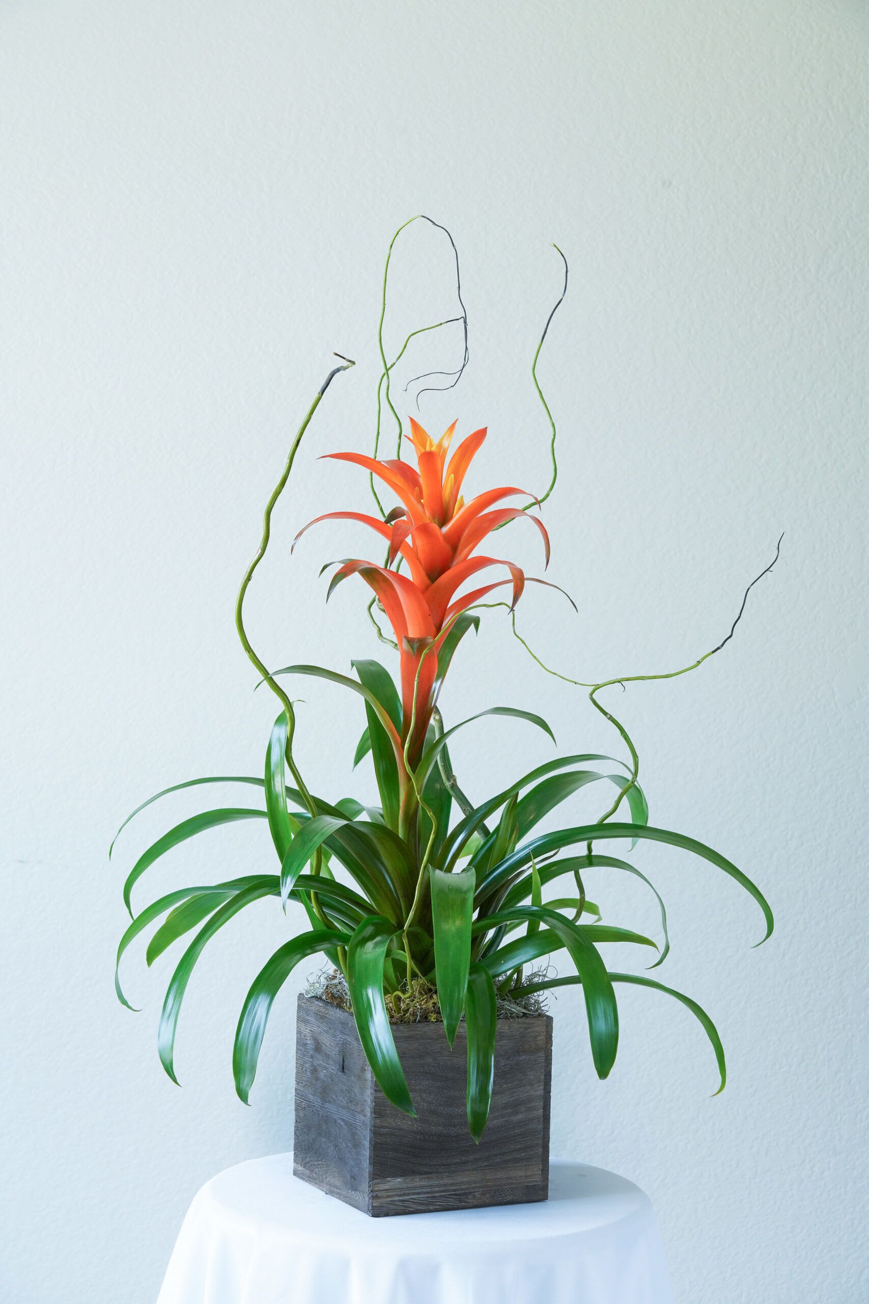 Tropical Bromeliad Plant  - A plant with a cool shape, bright color, that works as an air purifier AND is long-lasting? What more could you want from a house plant? The tropical bromeliad plant does best with moderate/bright light and loves humidity so they do great in a bathroom with a window.
