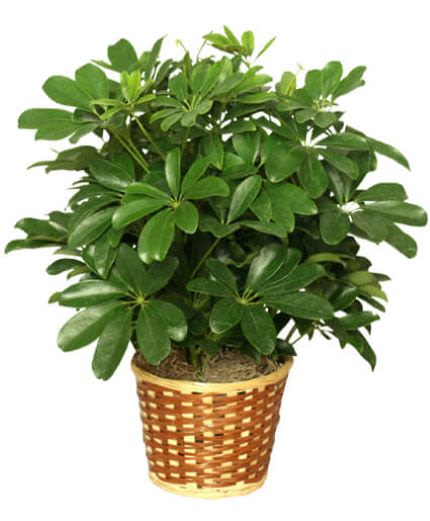 Potted green houseplant in a woven basket planter