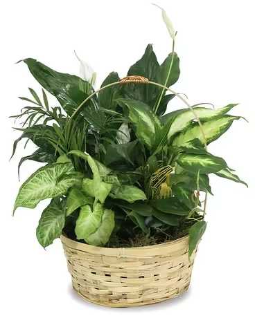 Basket of assorted green houseplants with broad leaves