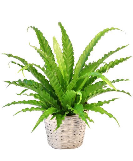 Potted green fern in a woven basket planter