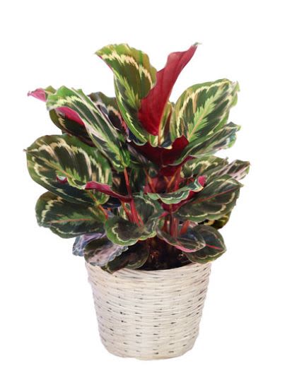 Potted tropical plant with variegated green and pink leaves in a woven basket