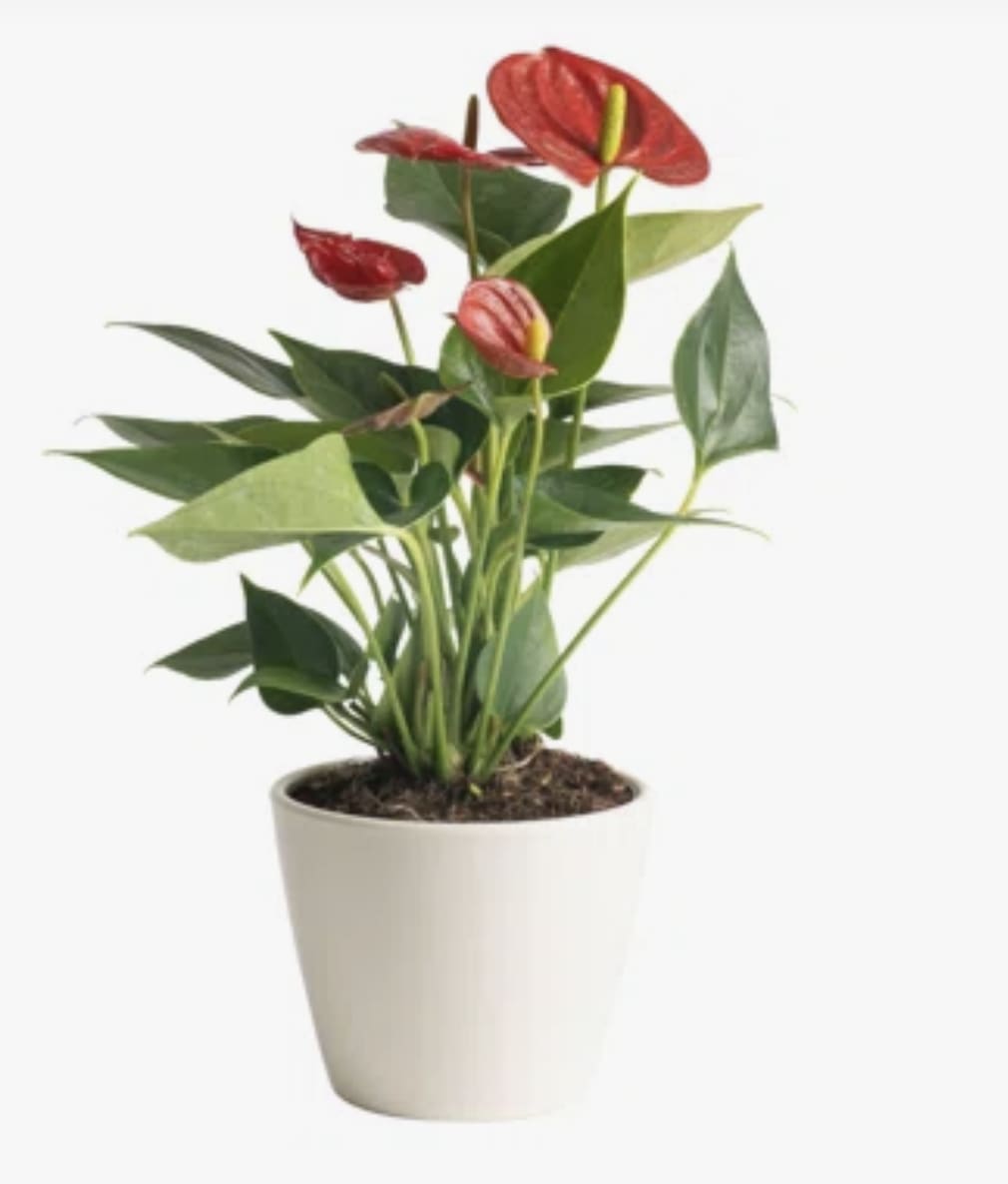 Potted plant with red tropical blooms in a white container