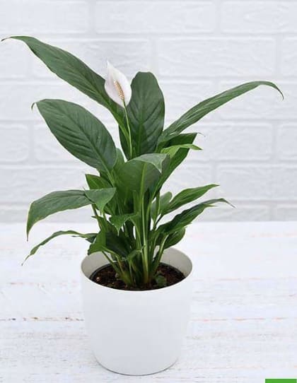 Potted peace lily plant with broad green leaves and a single white bloom in a white container.