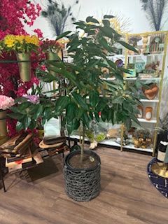 Cinnamon Tree - Cinnamon Tree