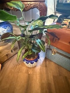 Calathea - Calathea